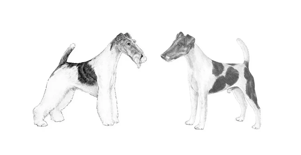 fox terrier illo 2