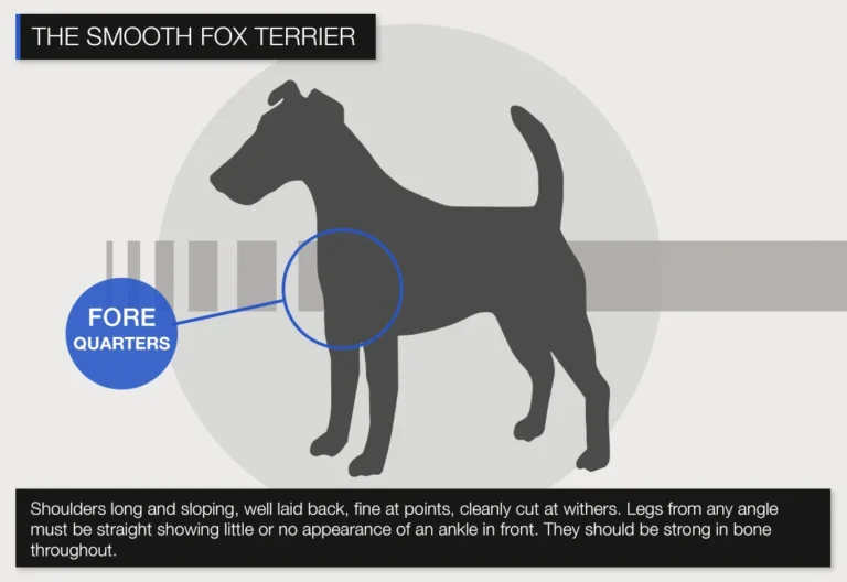 About smooth forequarters