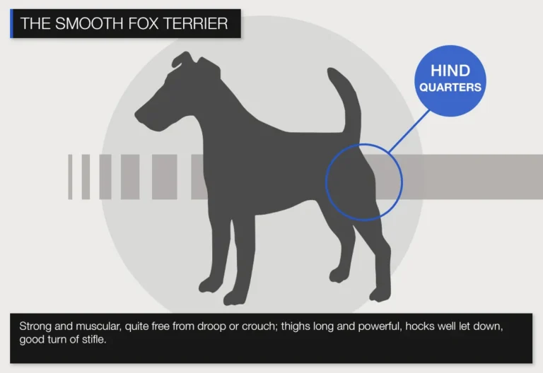 About smooth hindquarters